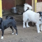 Donate to Our Strays