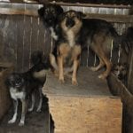 Donate for the Strays