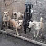 STRAY2ME PLEASE DONATE