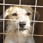 PLEASE DONATE TO STRAY2ME RESCUE