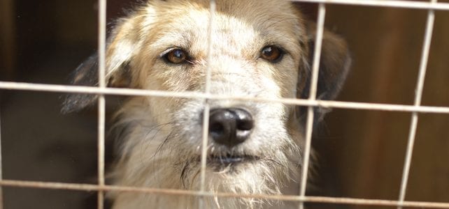 PLEASE DONATE TO STRAY2ME RESCUE