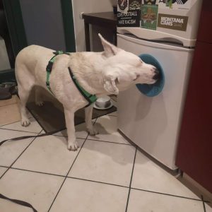 E0DAF290-642C-4B9D-93ED-20B71C813193