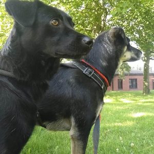 Suki 2