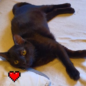 FELIX2