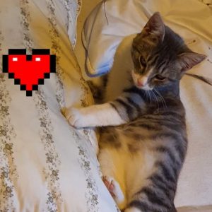 FELIX5