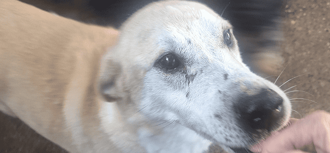 JASPER (rra) JASPER (rra)