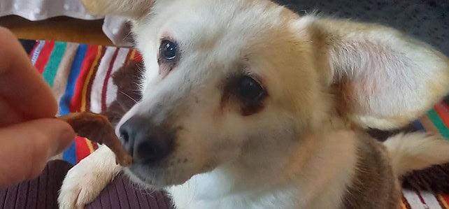 ALLIE (rrc) – Fostered in Devon ALLIE (rrc) – Fostered in Devon