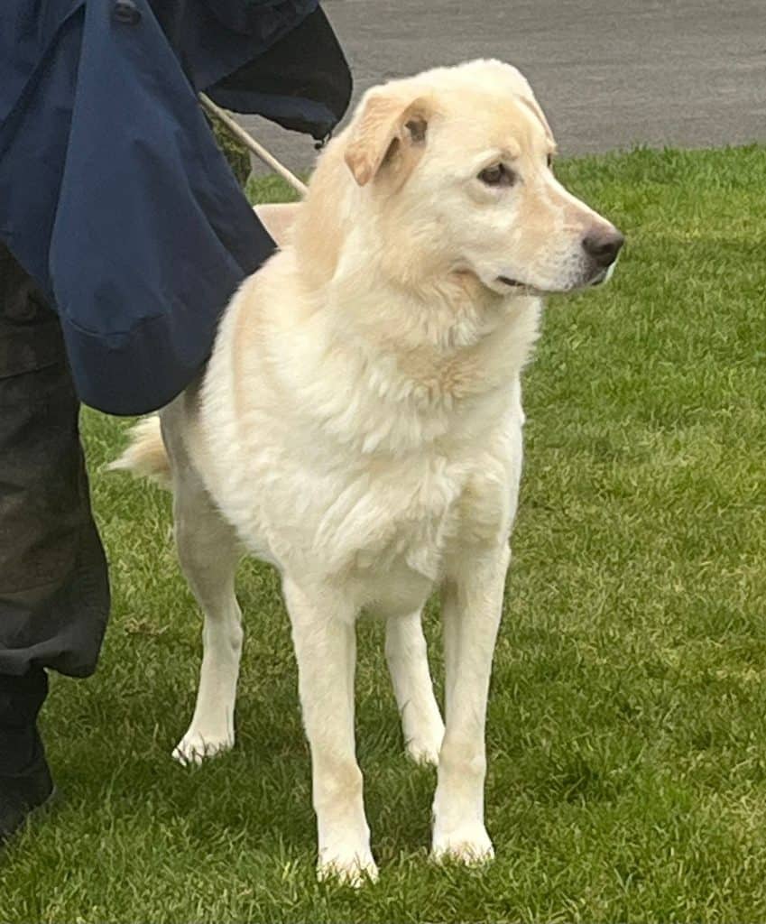 inbound2328093993183800433