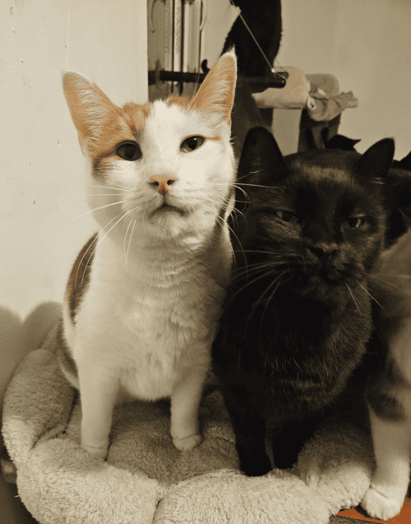 inbound2704686212520489175