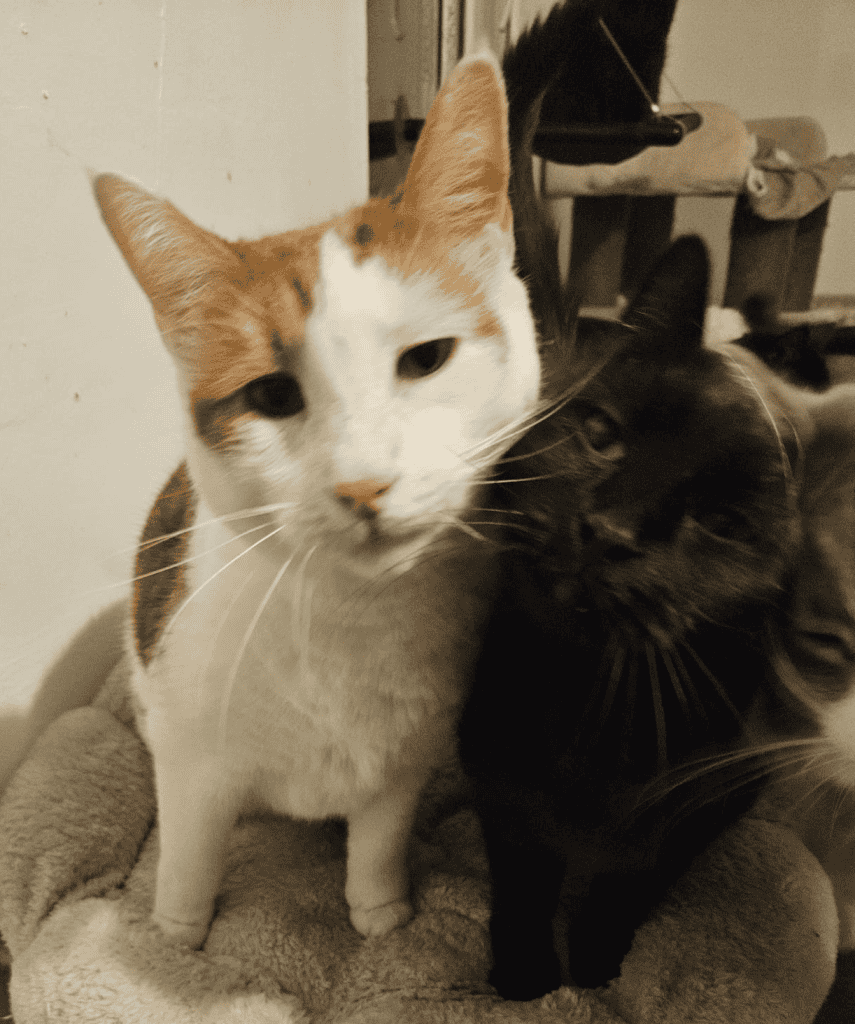 inbound395093542598601246