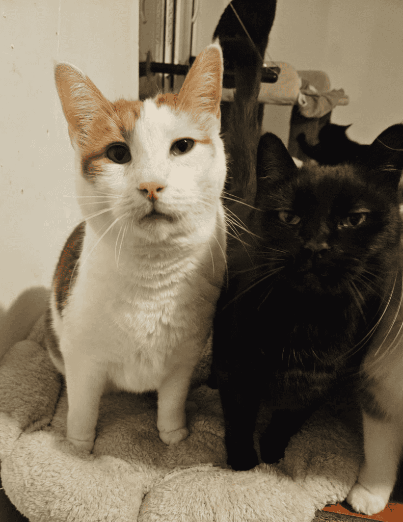 inbound8082531977887114287