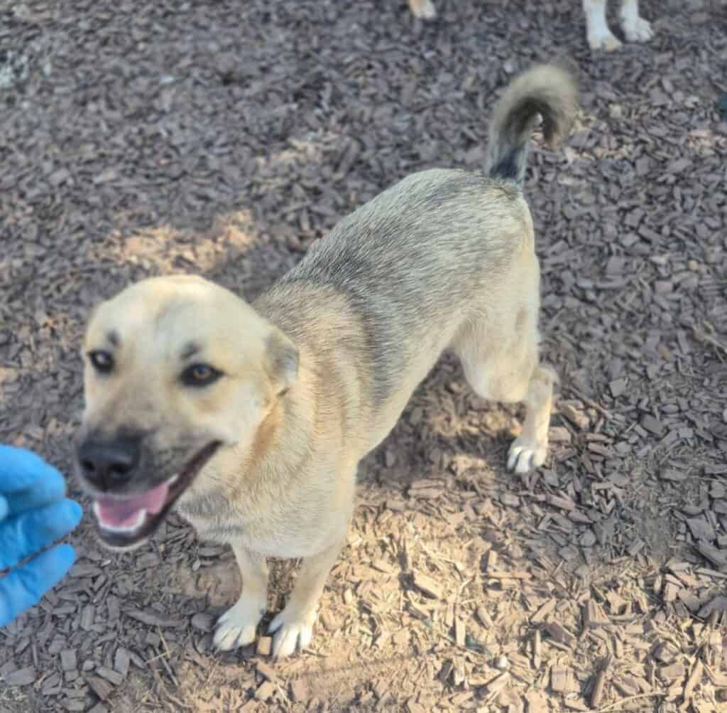 inbound4106570727196898266