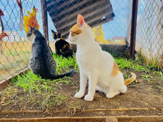 394541090_363181289392744_5688313661110307220_n