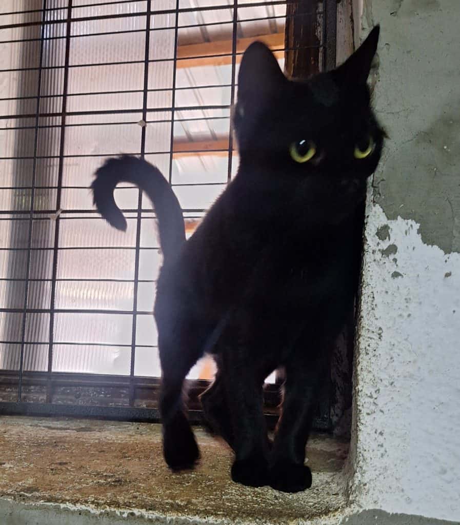 inbound2211447210226851545