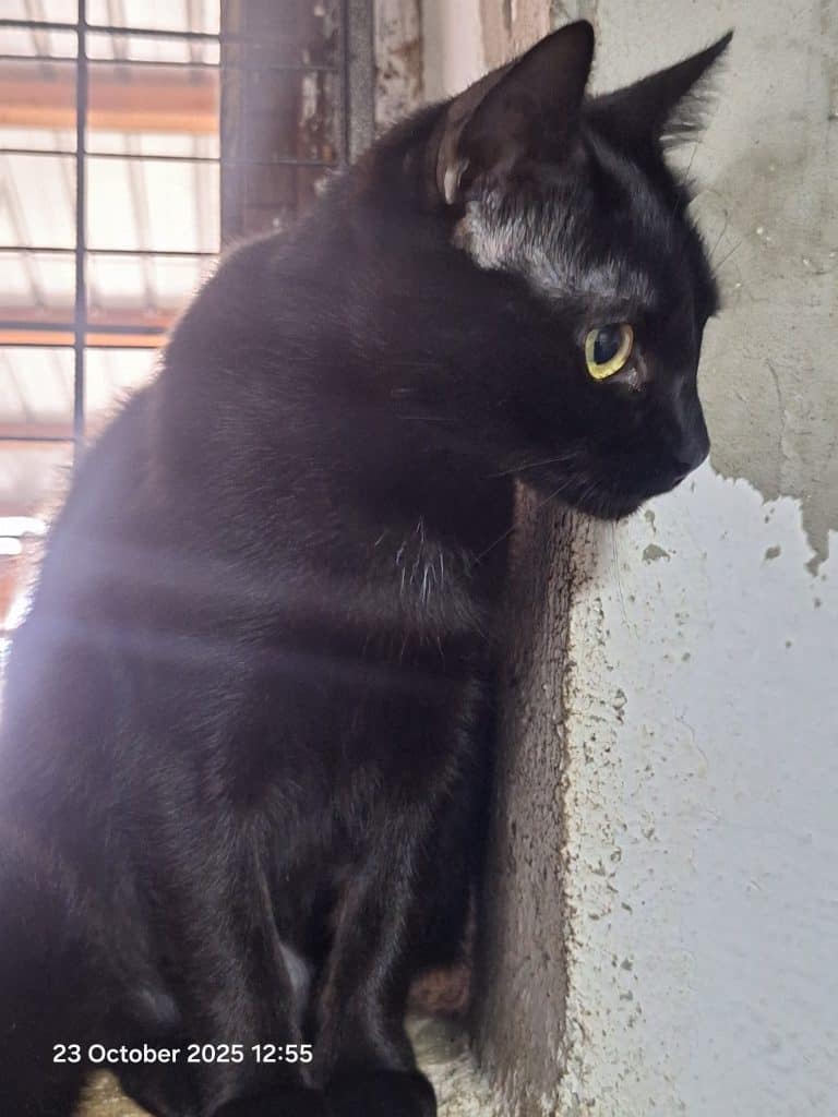 inbound3023842320882710551