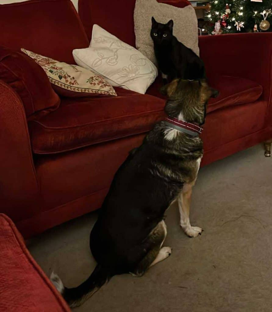 inbound4383623667455765830