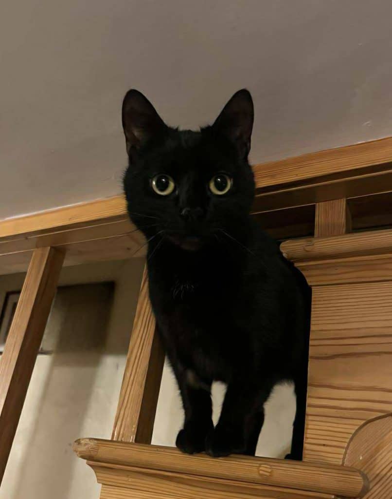 inbound5238688877440076395