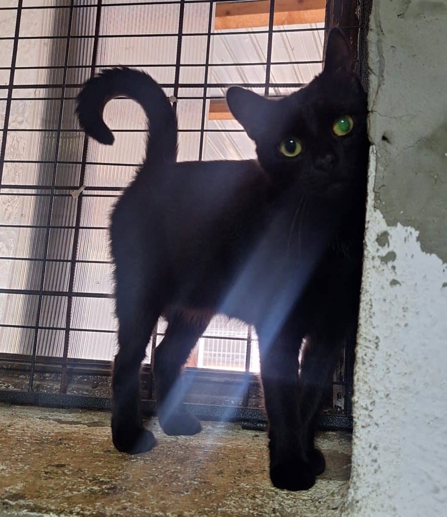 inbound6016113691502654251