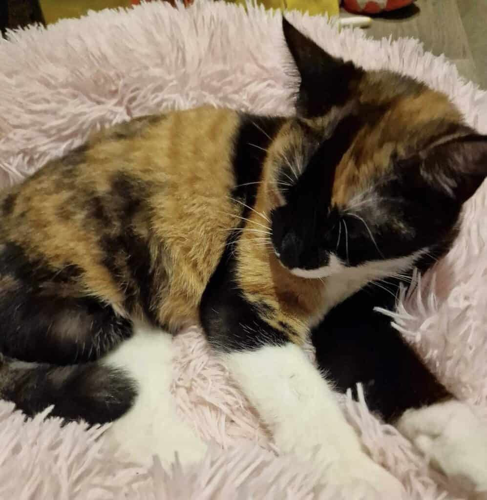 F4A5DA5B-F994-4F25-9D83-0C22F176E48E