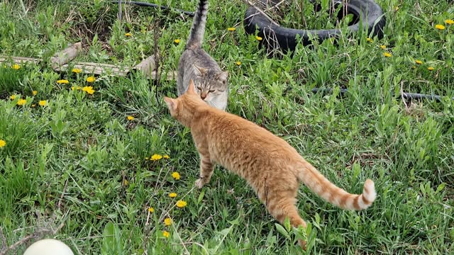 487537613_24088499084108661_1414186068623244321_n