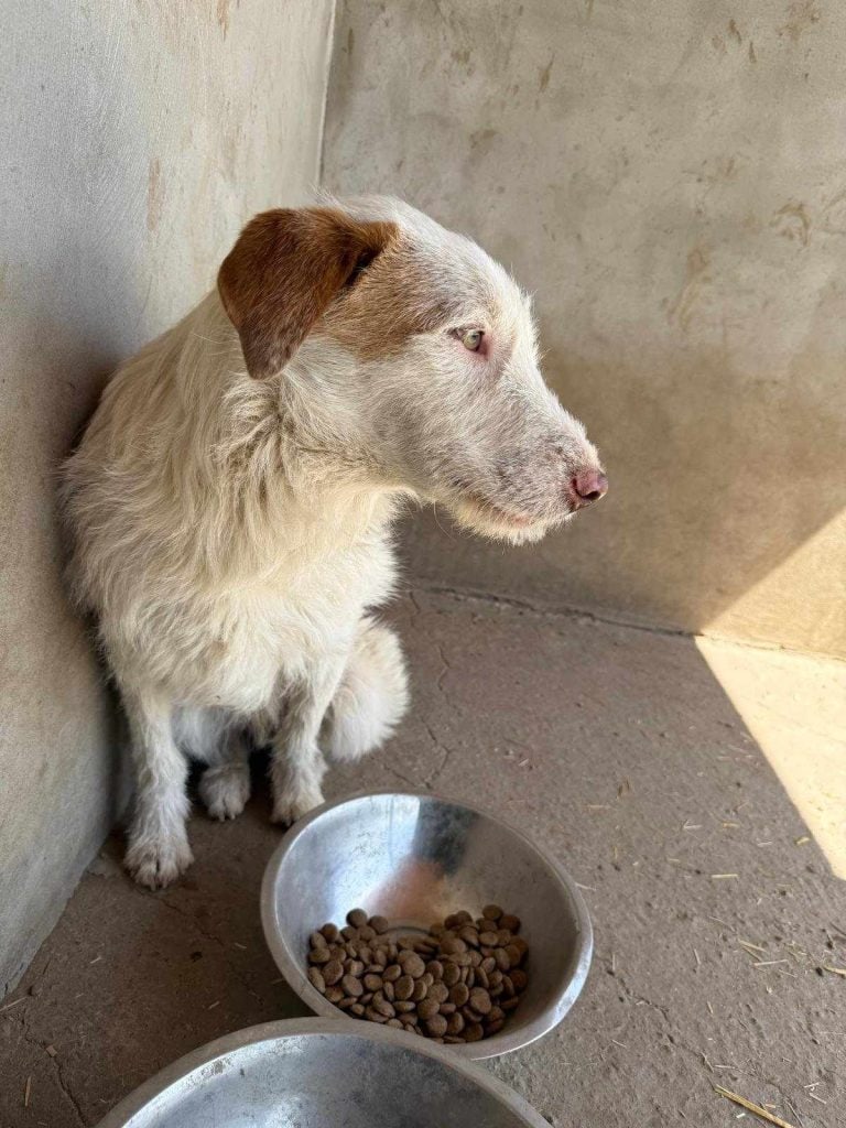 Messenger_creation_1623165601693952