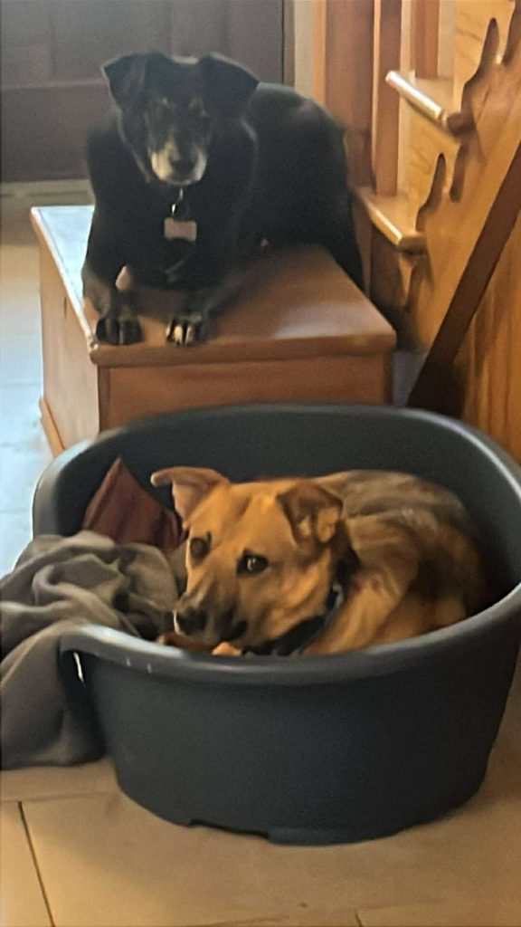 inbound1760562774021039447