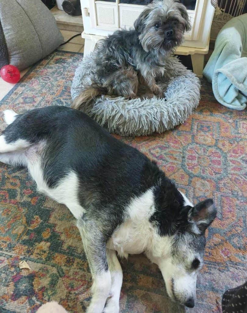 inbound3257536189450820725