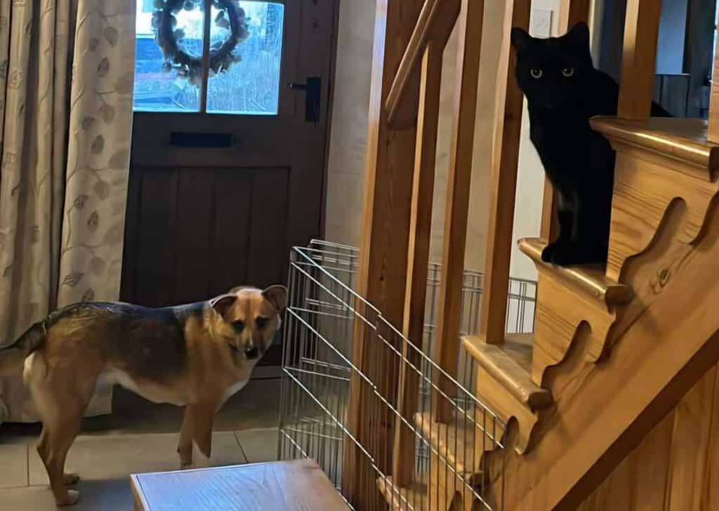 inbound6617452763948581511