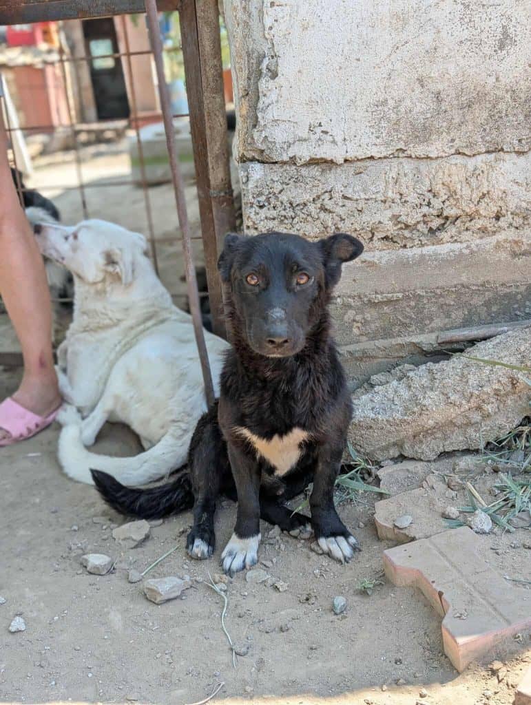 Messenger_creation_1114813357135479