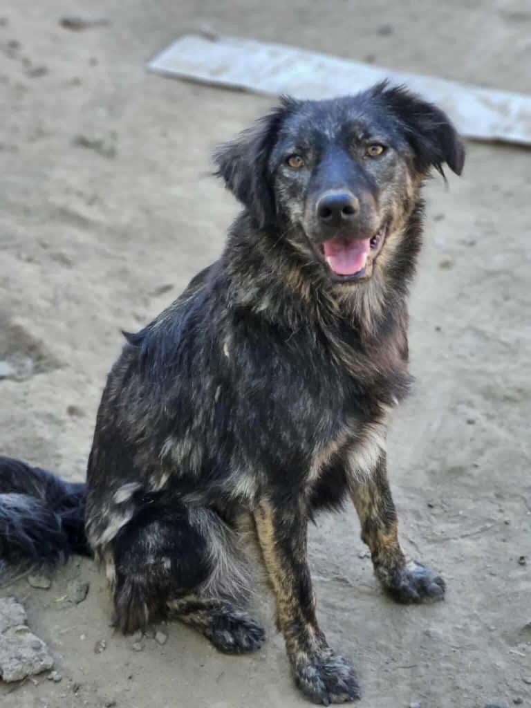 Messenger_creation_1121414883150524