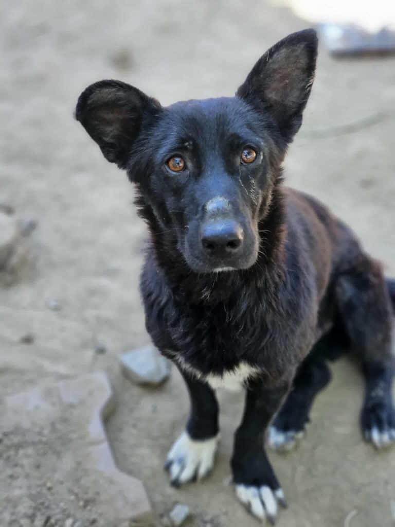 Messenger_creation_1445304889824556