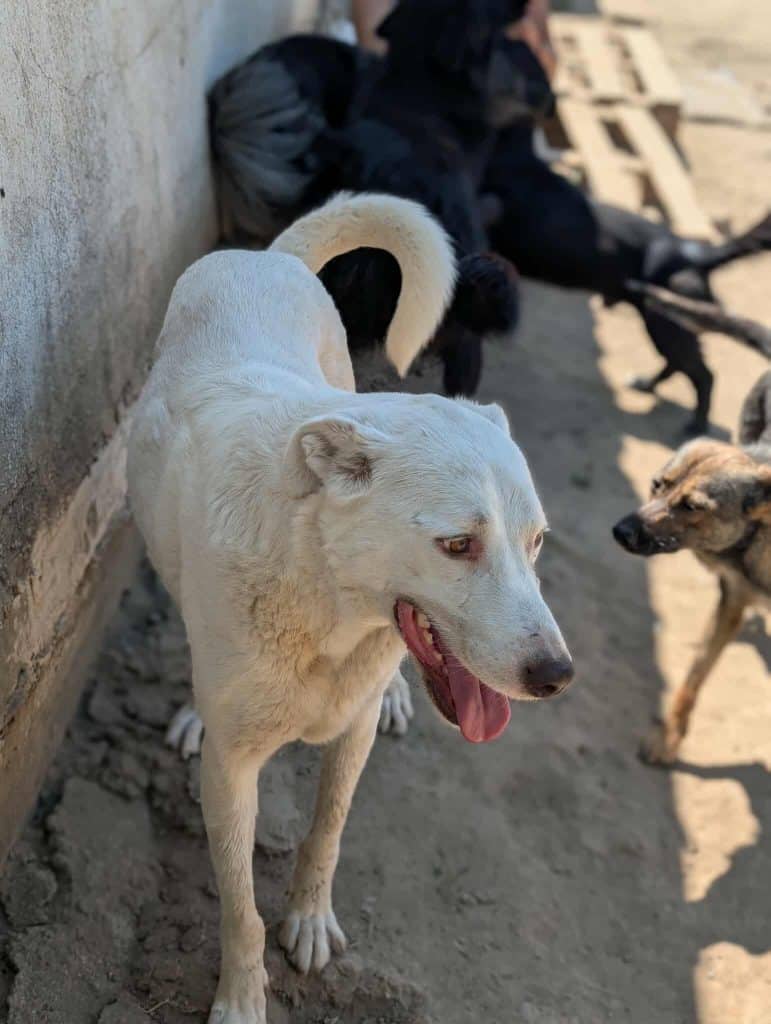 Messenger_creation_24416652937946523