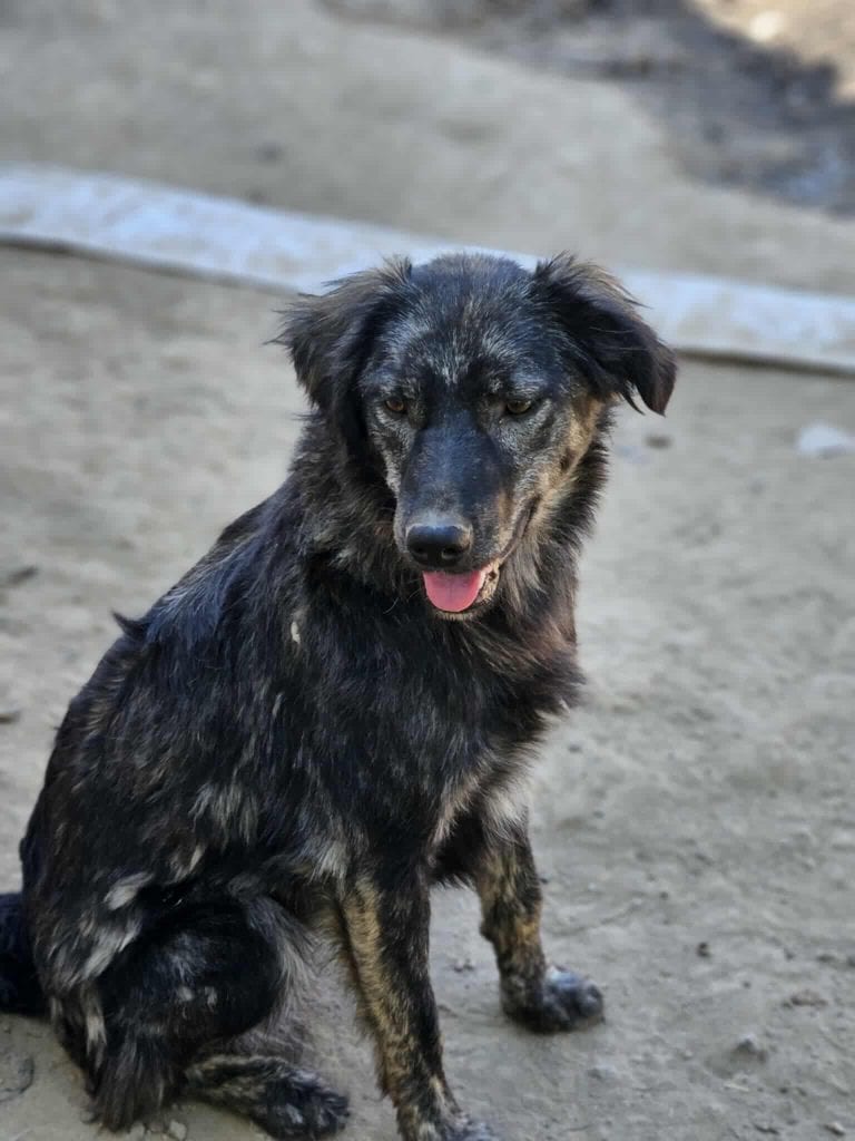 Messenger_creation_705942792287013