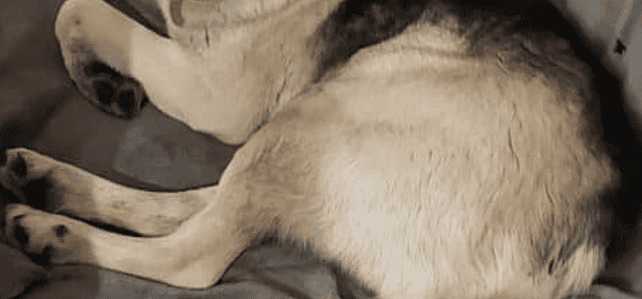 BUDDY (ab) – near Swindon