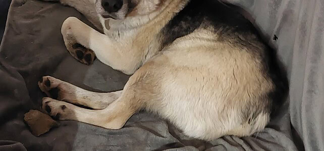 BUDDY (ab) – near Swindon