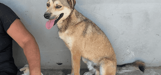 BOBBY (milo) BOBBY (milo)