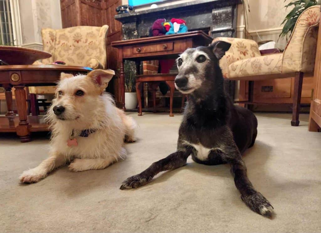 Messenger_creation_1118910810398115 (1)