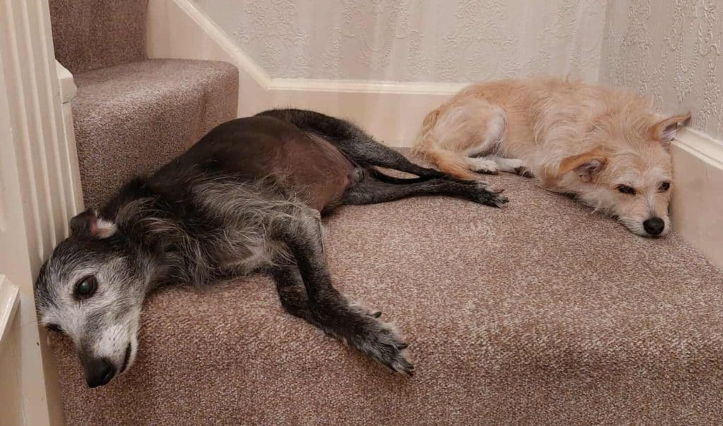 Messenger_creation_1160834115611660