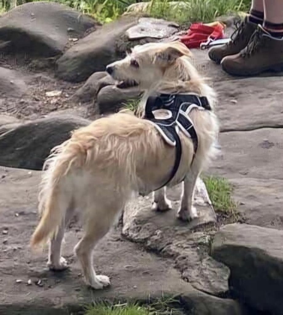 Messenger_creation_35B2FC9B-12CB-4135-BCC6-DF8F4E33D6E0