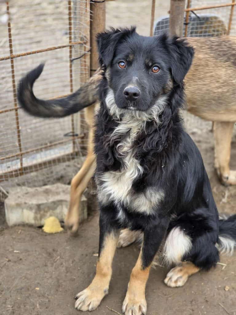 Messenger_creation_1226782782652793