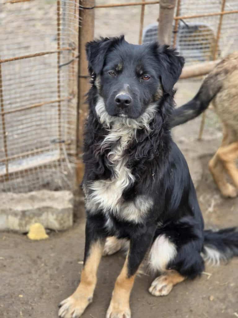 Messenger_creation_852781804019409