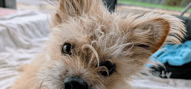 MILO – Fostered in Basingstoke MILO – Fostered in Basingstoke