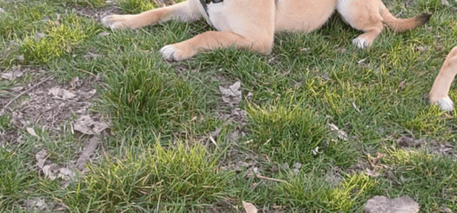 PEPA (milo) PEPA (milo)