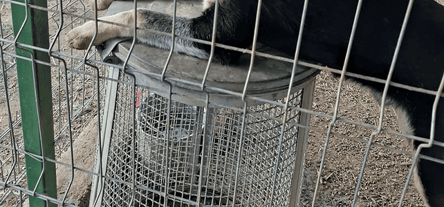 MIKY (milo) MIKY (milo)