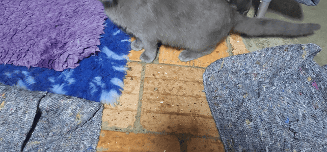 BLUE (rrc) BLUE (rrc)