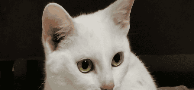 CLAUDE (rrc) CLAUDE (rrc)