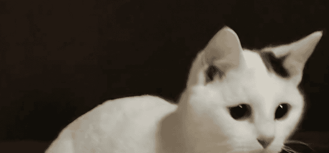 NELLIE (rrc) NELLIE (rrc)