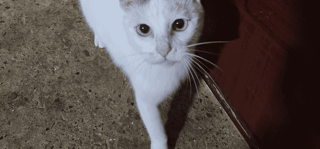 PEARL (rrc) PEARL (rrc)