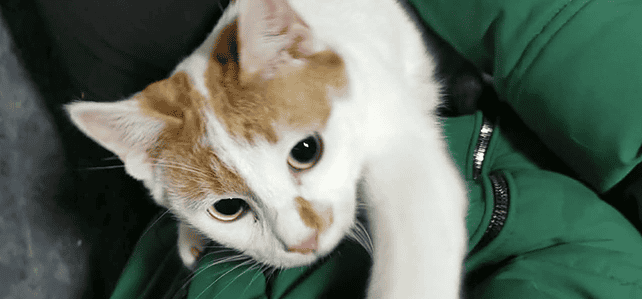 PUMPKIN (rrc) PUMPKIN (rrc)