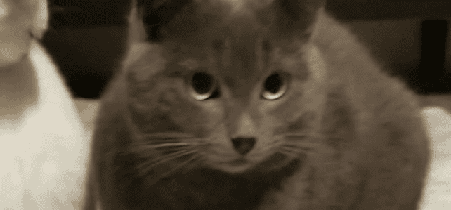 SMUDGE (rrc) SMUDGE (rrc)